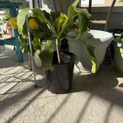 Corn Plant/ Dreachea Plant 10$