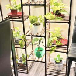 Shelf With Grow  Light