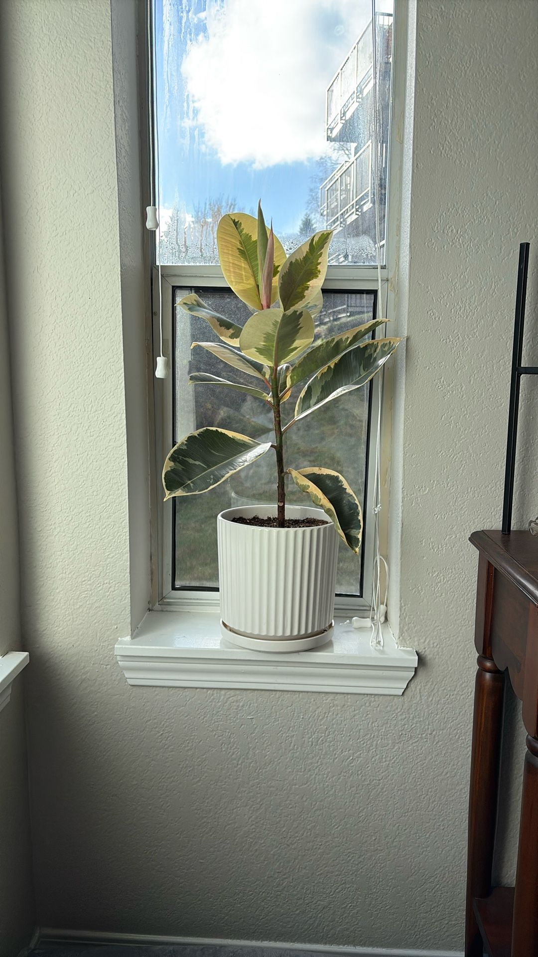 Ficus Audrey Plant
