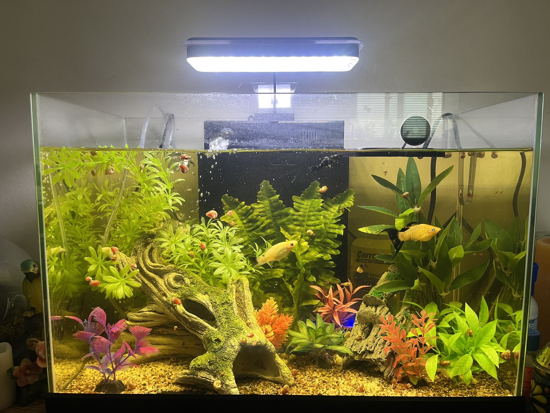 10 Gallon Fish Tank