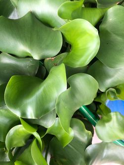 Water Hyacinth 🪻