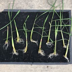 Rooted Lemongrass