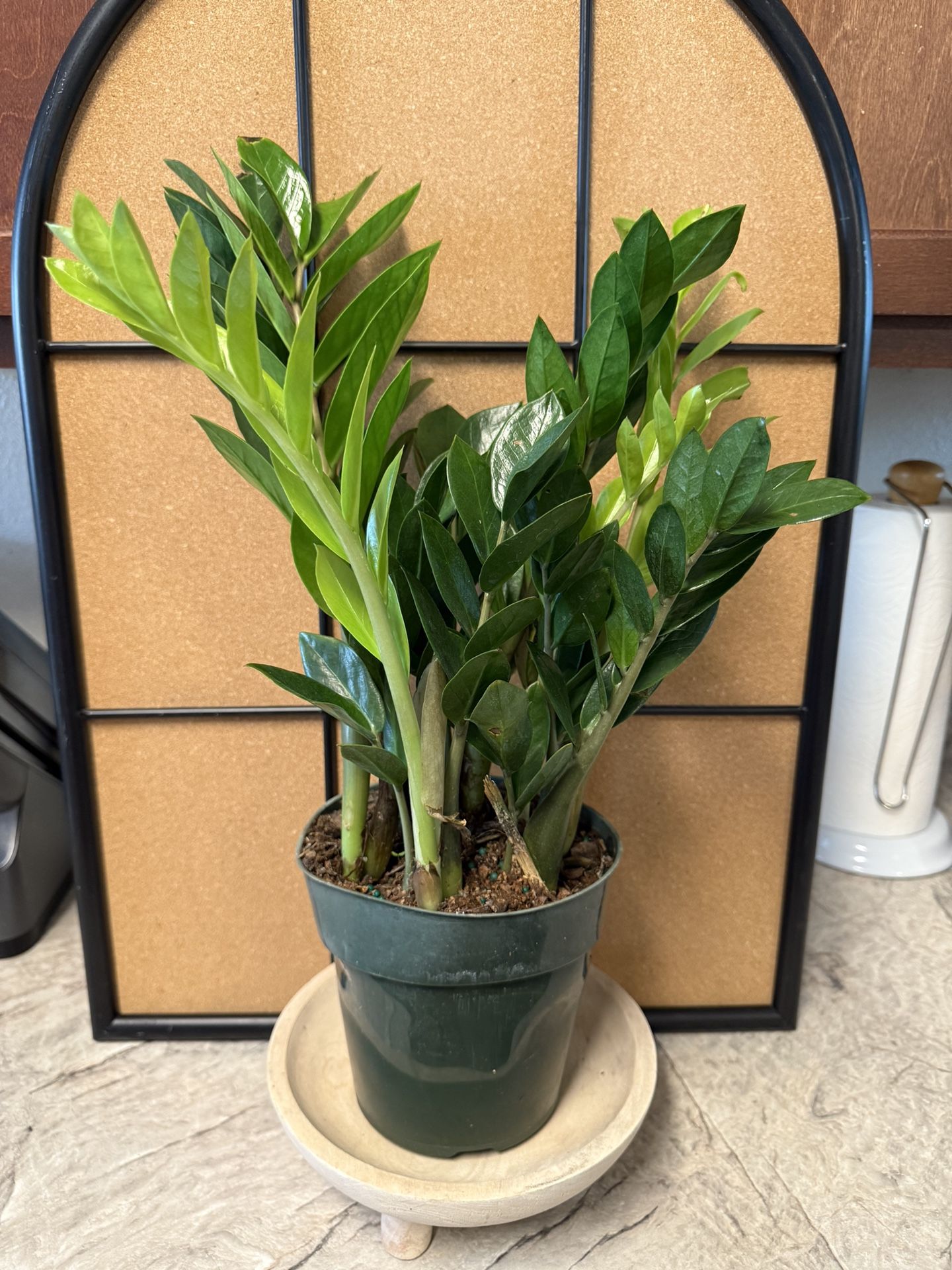 Zz Zenzi Plant