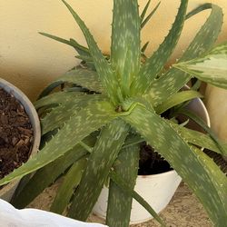 Large Alloe vera plant