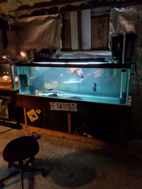 125 Gallon FISH Tank 