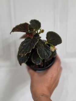 Begonia darthvaderiana
