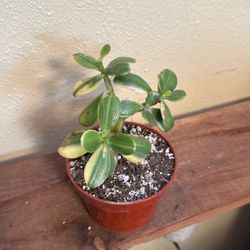 Crassula Jade Variegated 