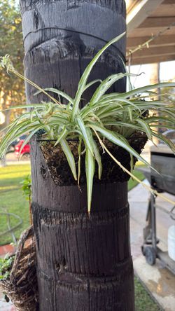 Spider House Plants