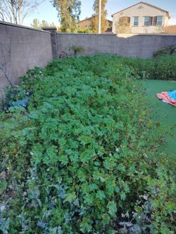 Yard clean up