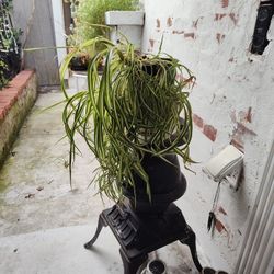 Curly Spider Plant