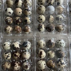 Fresh Quail Eggs 