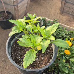 Plantas Para Tu Cosina