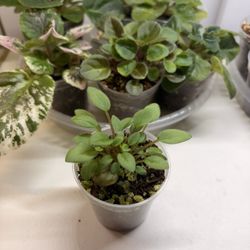 Opera Doc Trailing African Violet Starter Plant