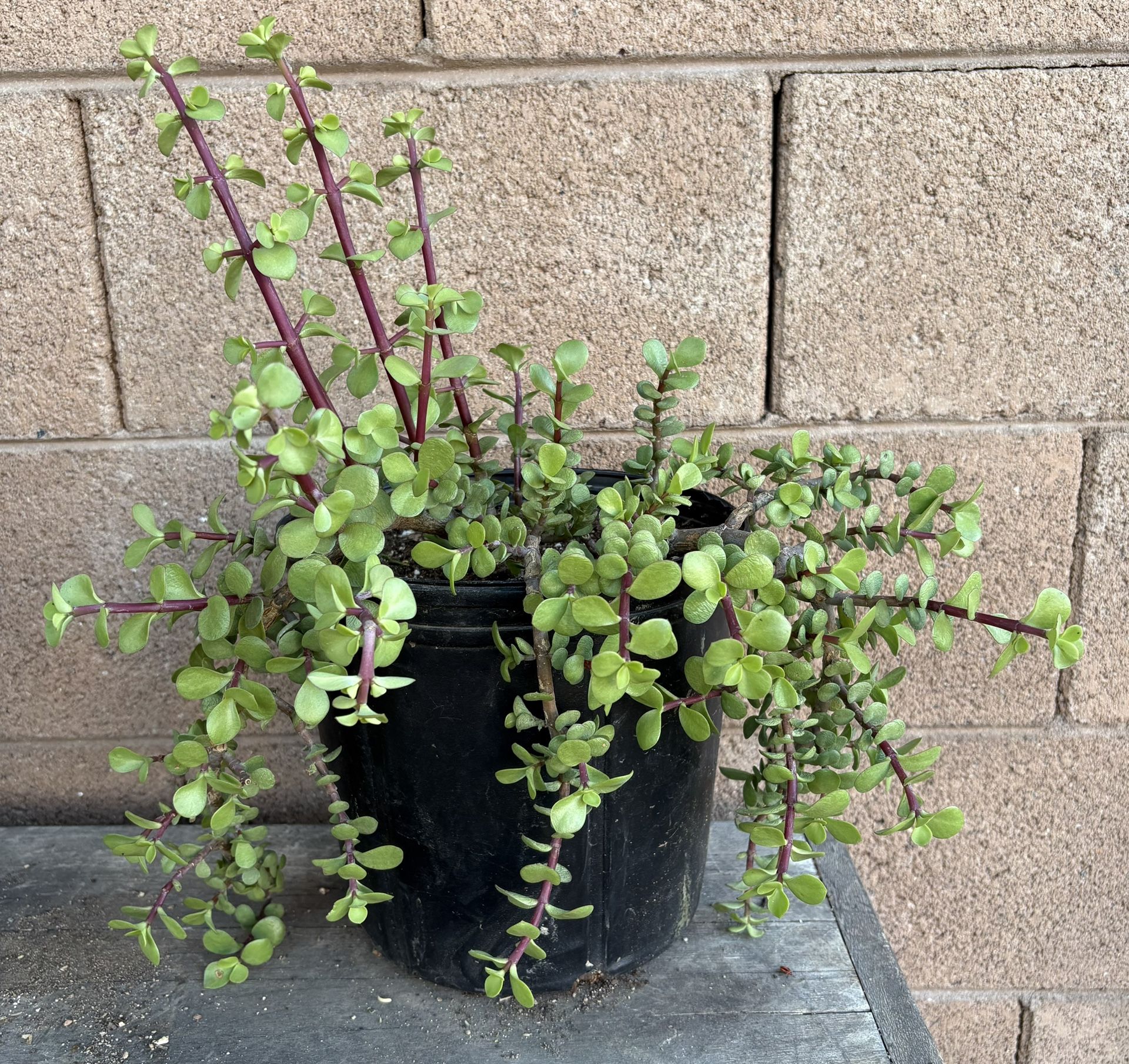 Elephant Bush Suculent