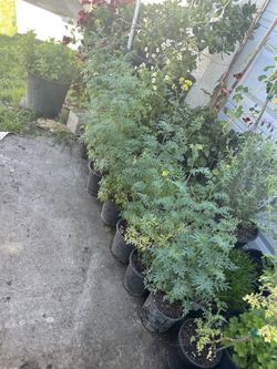 Plantas De Ruda Disponibles 