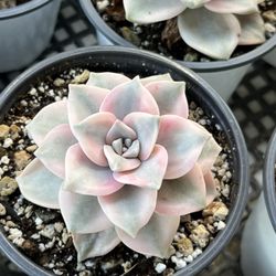 Variegated Echeveria Purple Delight $18 Each 