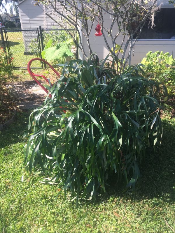2 large staghorn air plants for Sale in Floral City, FL