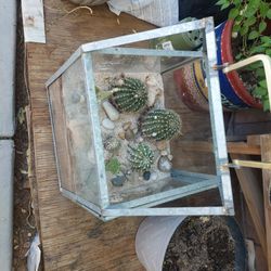 Cactus 
