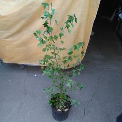Red Japanese Maple 42 Inch Tall Almost 4F It's Starting To Change Colors 