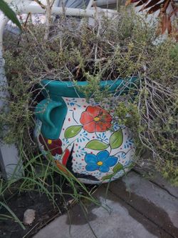 Thyme plant