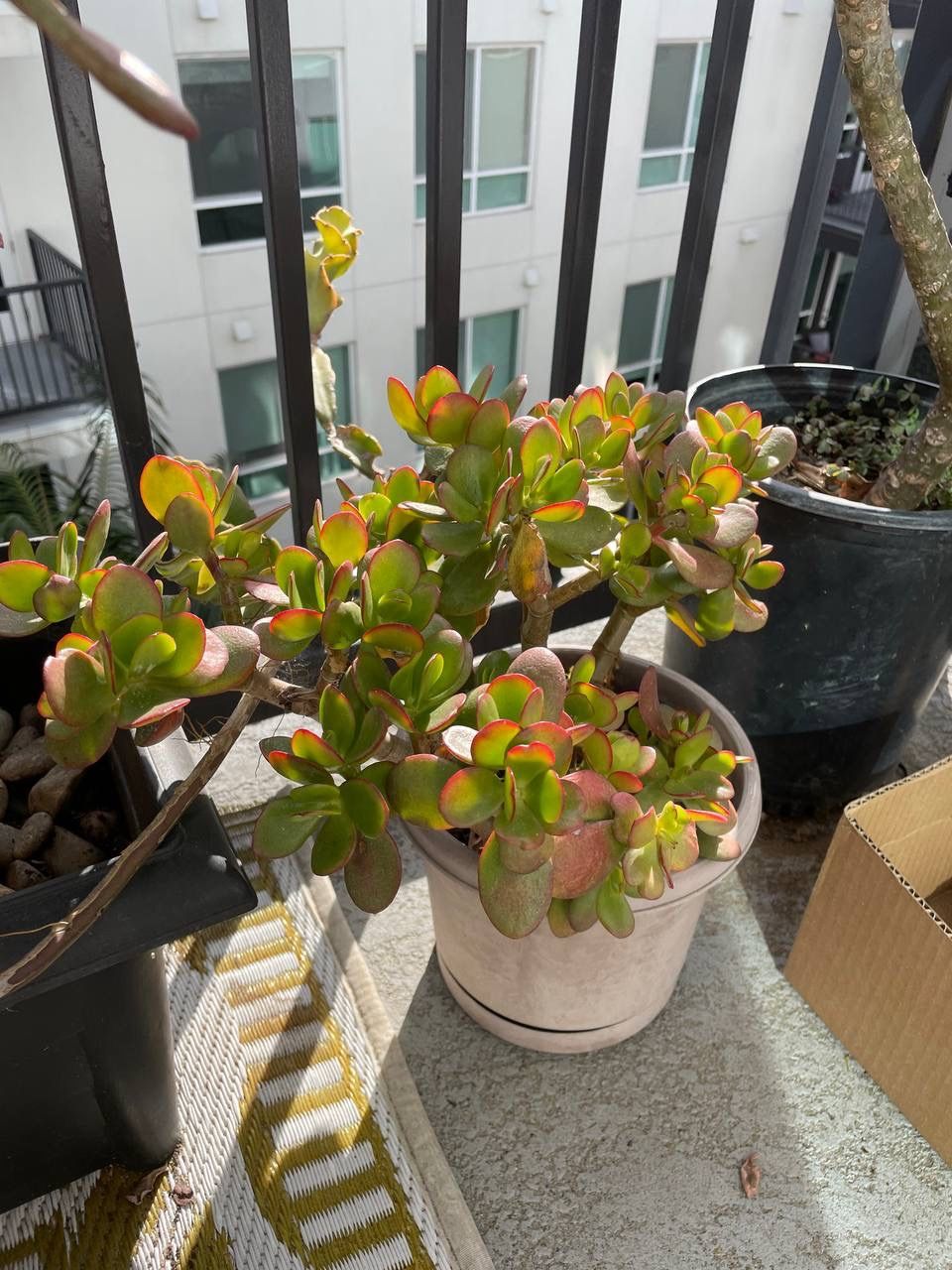 Jade Plant / Succulent 