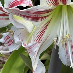 Amaryllis Plants 