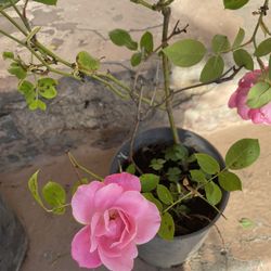 Pink Rose Plant 