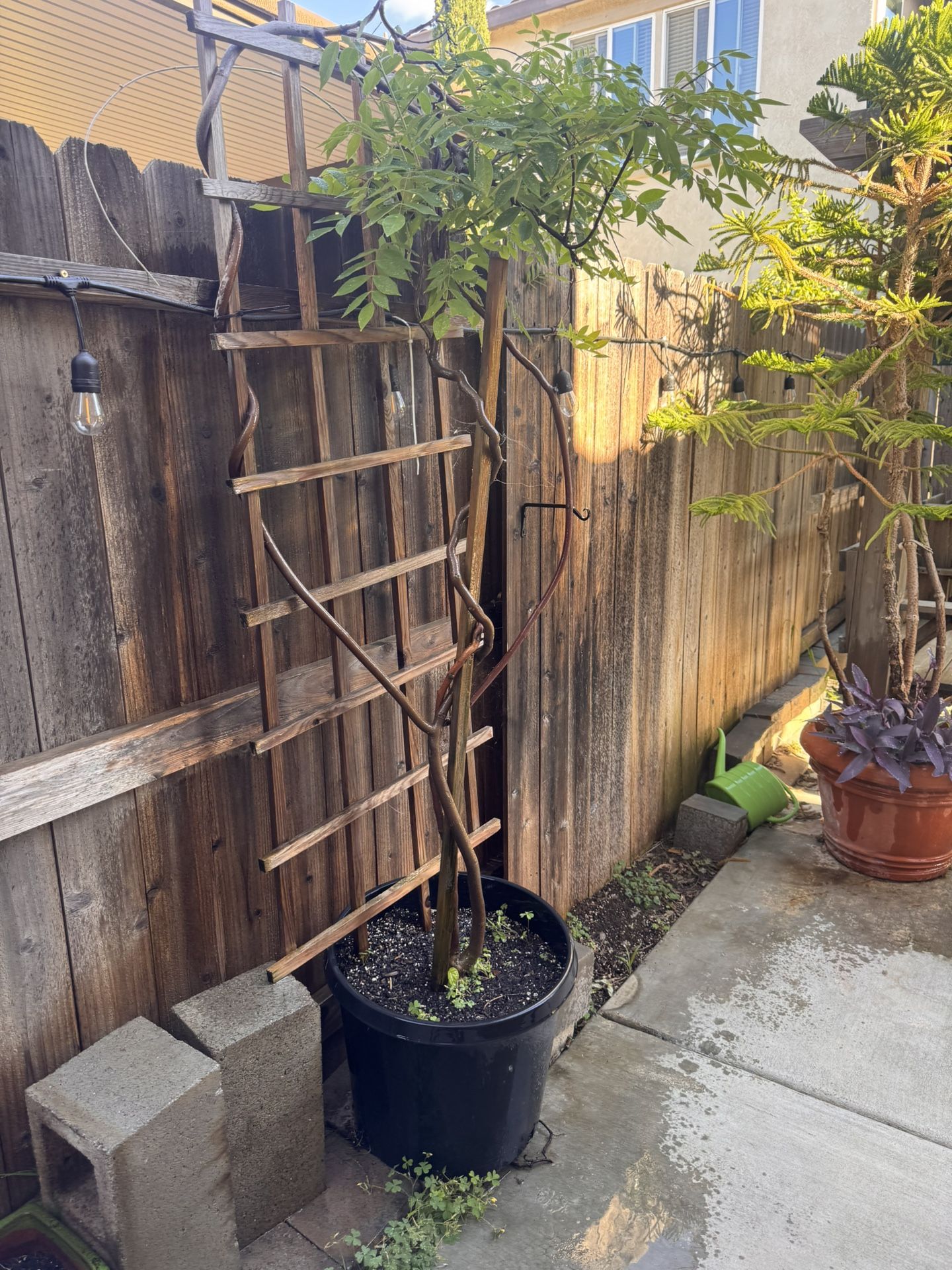 6.5’ Vine Plant