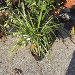 Hermosas Plantas Sol Y Sombra