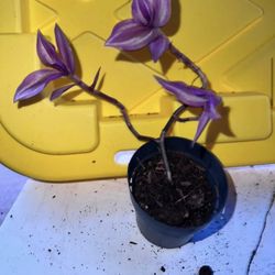 Moving Sale Plants And Garden Related Items 