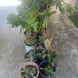 Plants For Sale/Plantas Por Venta