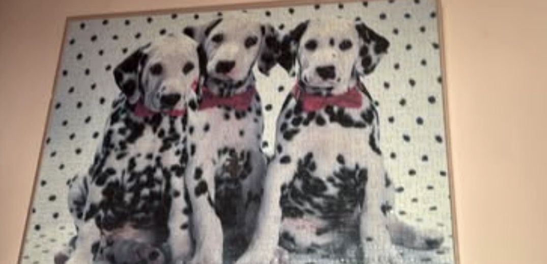 framed jigsaw puzzle of Dalmatians