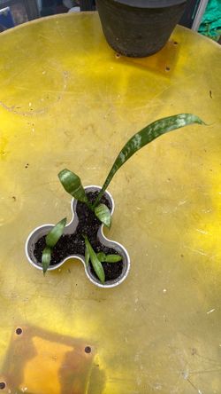 Snake plant pups from water propagation