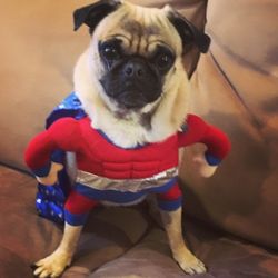 Super dog! Dog costume size small. Worn twice, clean dog clean house