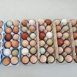 Eggs!