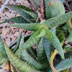 Free Aloe Plants