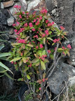 Crown Of Thorns Or Christ Plant - Large Blooming