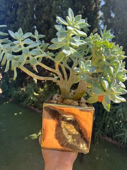 Gorgeous crested tree in a golden pot