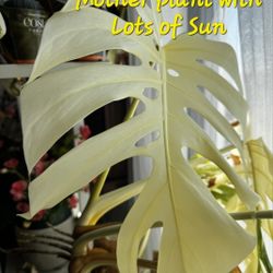 Monstera ALBO Highly Variegated, Fresh Cuttings Of Mature Plant