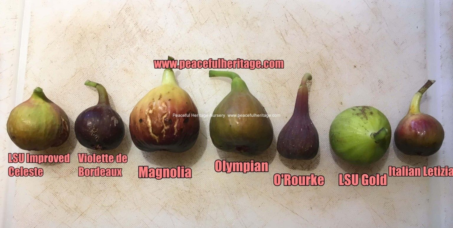 Fig Trees 🌳 3gal Arboles De Higo En 3gal