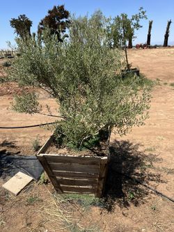 Stunning Fruitless Multi Trunk Olive Tree For Sale 36 Inch Box