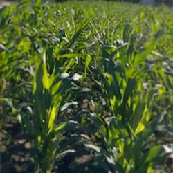 HOJAS. De  Milpa.    3$  Docena 