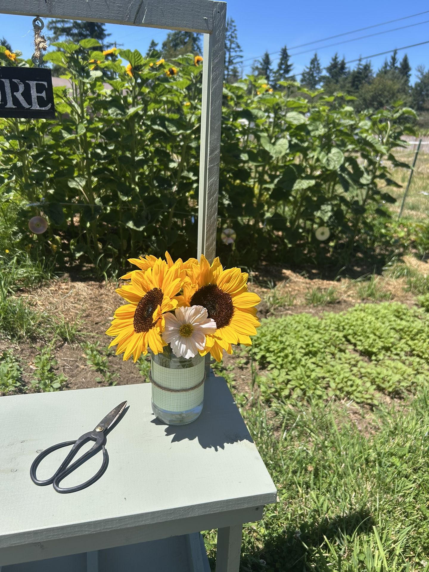U Pick Sunflowers