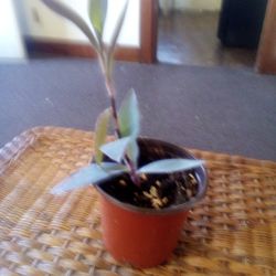 Purple Leaf Wondering Jew Potted And Growing 