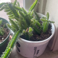 Dog Tail Cactus for Sale in Seattle, WA - OfferUp