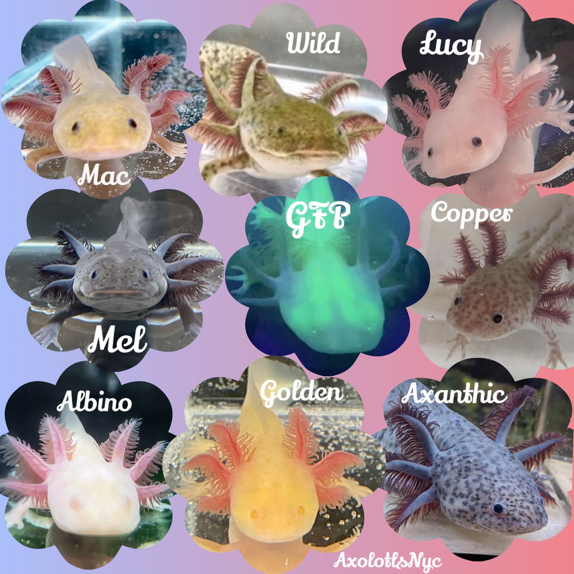 Axolotl’s, Salamander, Fresh Water, Walking Fish