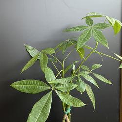 HERMOSAS PLANTAS NATURALES “MONEY TREE PLANT 