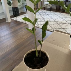 Medium Zz House Plant