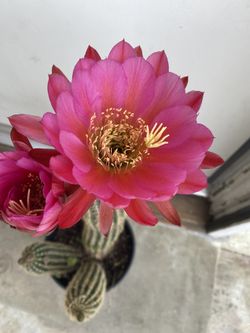 Planta De Ca Tus , Con Flor En Maceta De 2 Gallones Pick Up Only