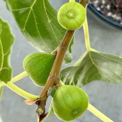 ‘LSU Gold ‘ and ‘California Brown Turkey’ Fig Fruit Tree, Potted Live Plants